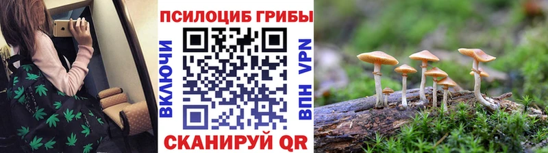 продажа наркотиков  Зеленокумск  Псилоцибиновые грибы Cubensis 